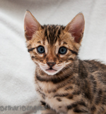 Bengal Kitten braun